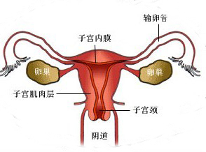 子宫内膜