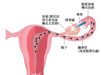 卵巢平面图 卵巢平面图