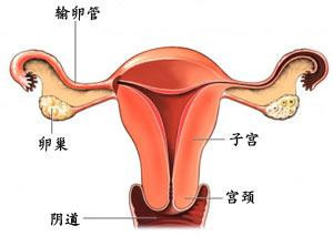 子宫附件